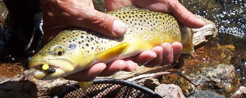 Fly of the Month – Chocolate Cake – New Mexico Trout